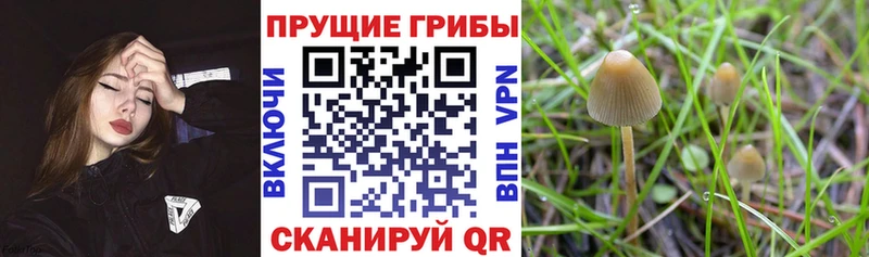 Галлюциногенные грибы Psilocybine cubensis  где продают   Макушино 